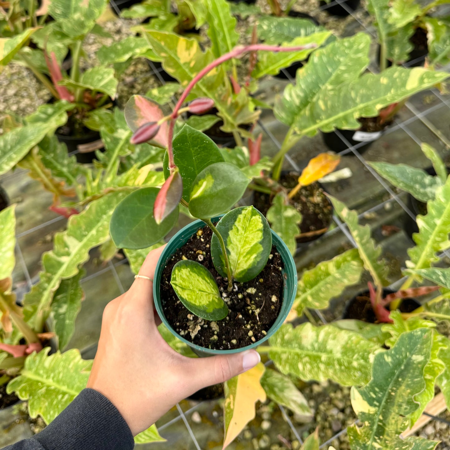 Hoya Australis 'Lisa'