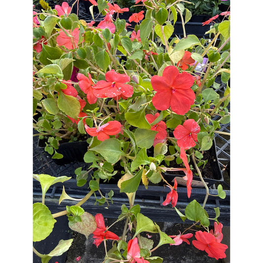 Impatients walleriana