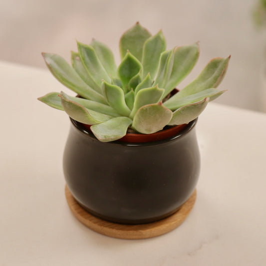 Black Round Succulent Planter, 2.6"