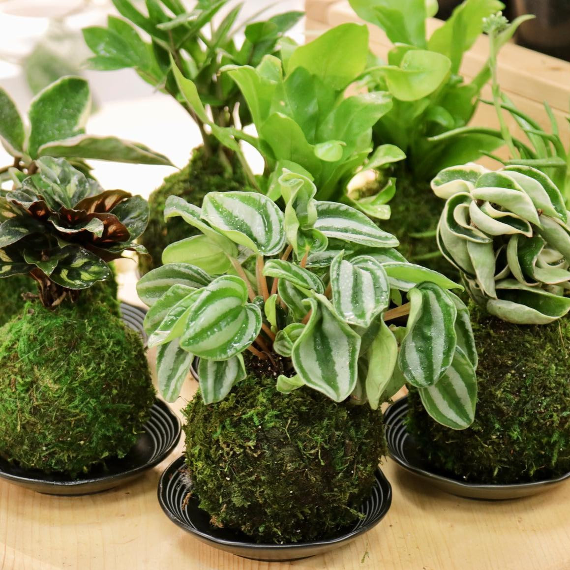 house plant japanese Kokedama (Japanese Moss Ball) with Assorted Houseplant