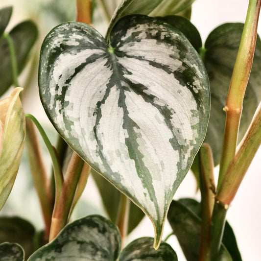 Philodendron Brandi