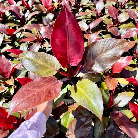 Philodendron, "Imperial Red"