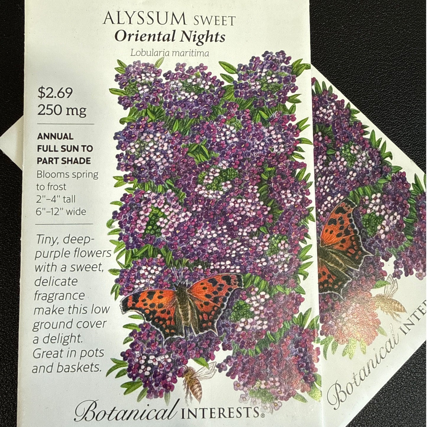 Alyssum seeds 'Oriental Nights'