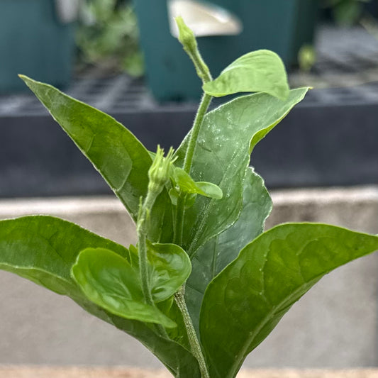 Jasminum sambac, Grand Duke Supreme Pikake (Arabian Jasmine)