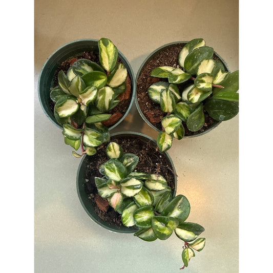 Hoya carnosa, "Mathilde"