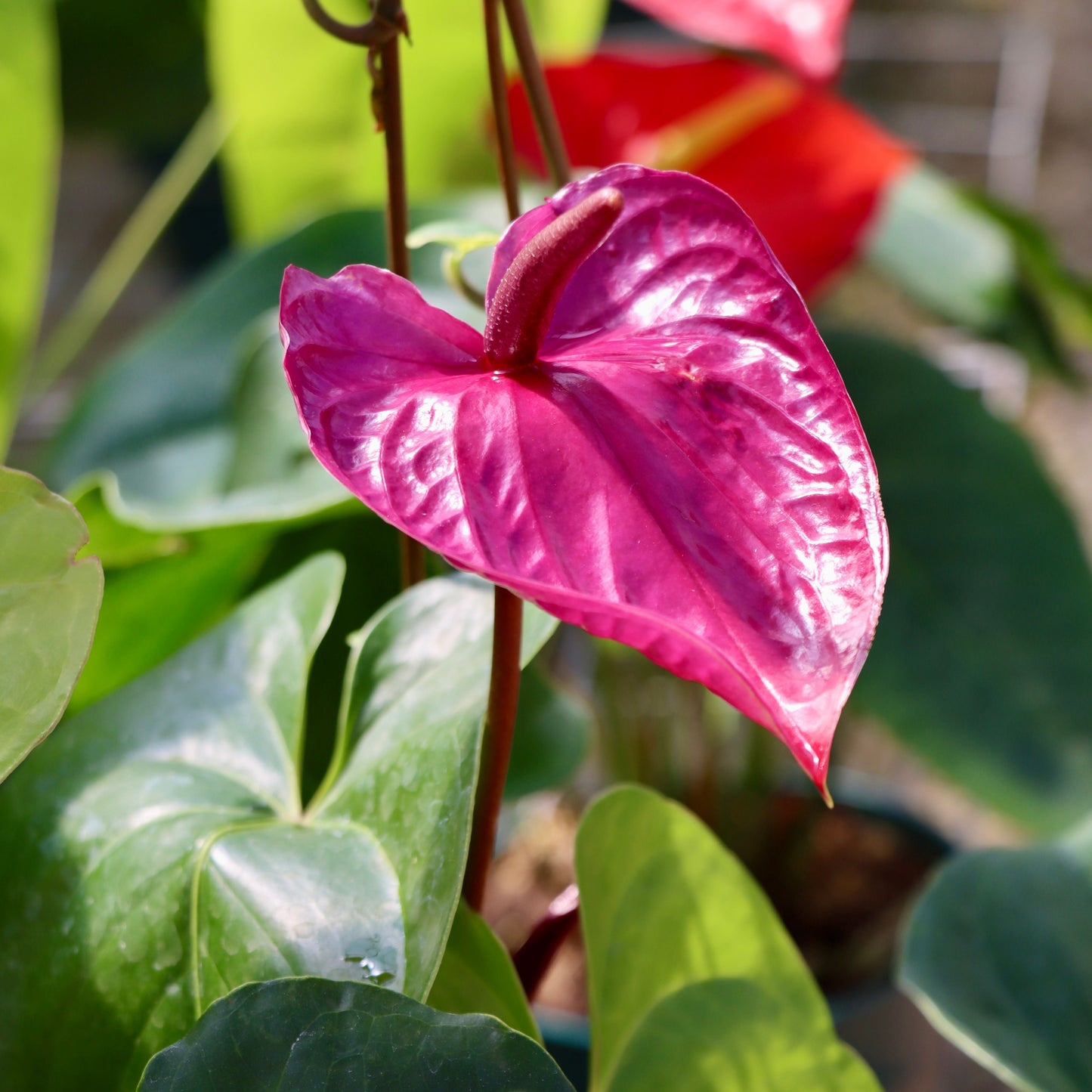 Anthurium 'Utah'