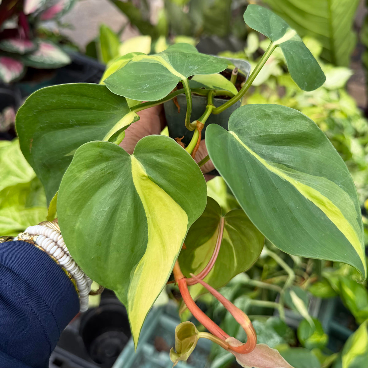Philodendron hederaceum 'Brasil'
