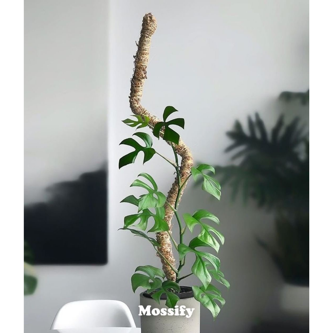 Bendable Moss Pole™ Best Seller Flexible Plant Support