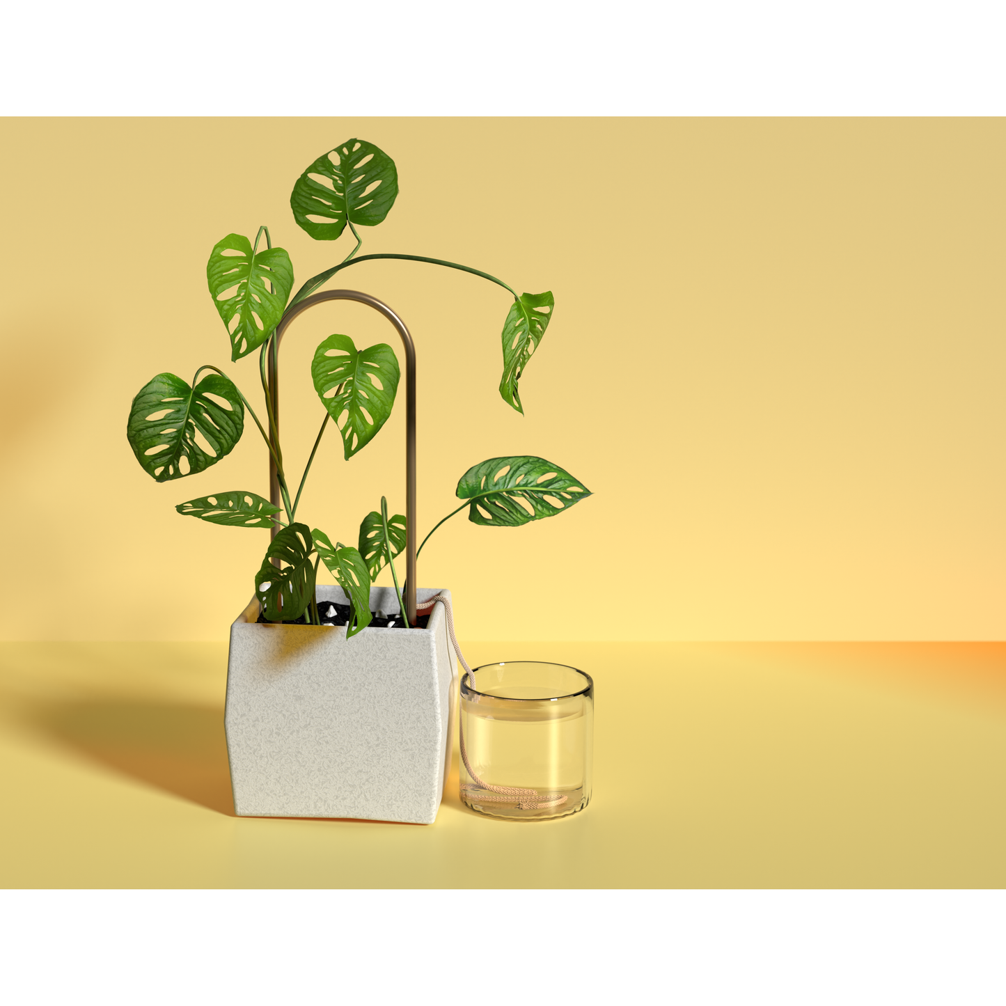 Self Watering - Plant Climber