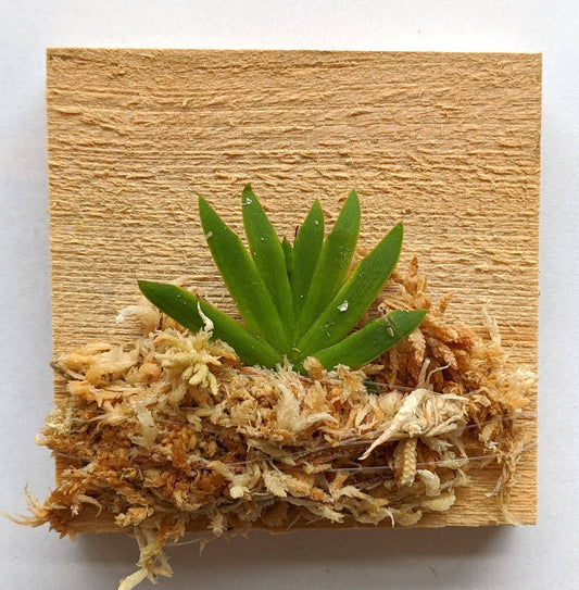 Psygmorchis Pusilla ʻMiniature Oncidium Orchid ʻ (Wood Mount)