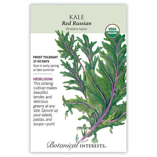 Kale seeds, "Red Russian"