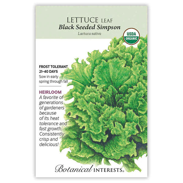 Lettuce Leaf seeds, "Black Simpson"