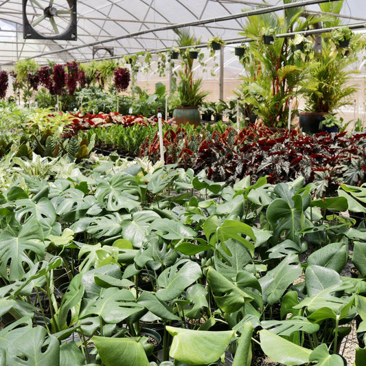 Houseplant Propagation Workshop