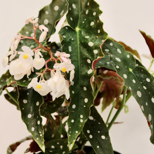 Begonia, Maculata