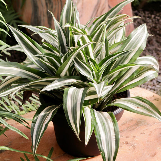 Dracaena warneckii, "White Stripe"