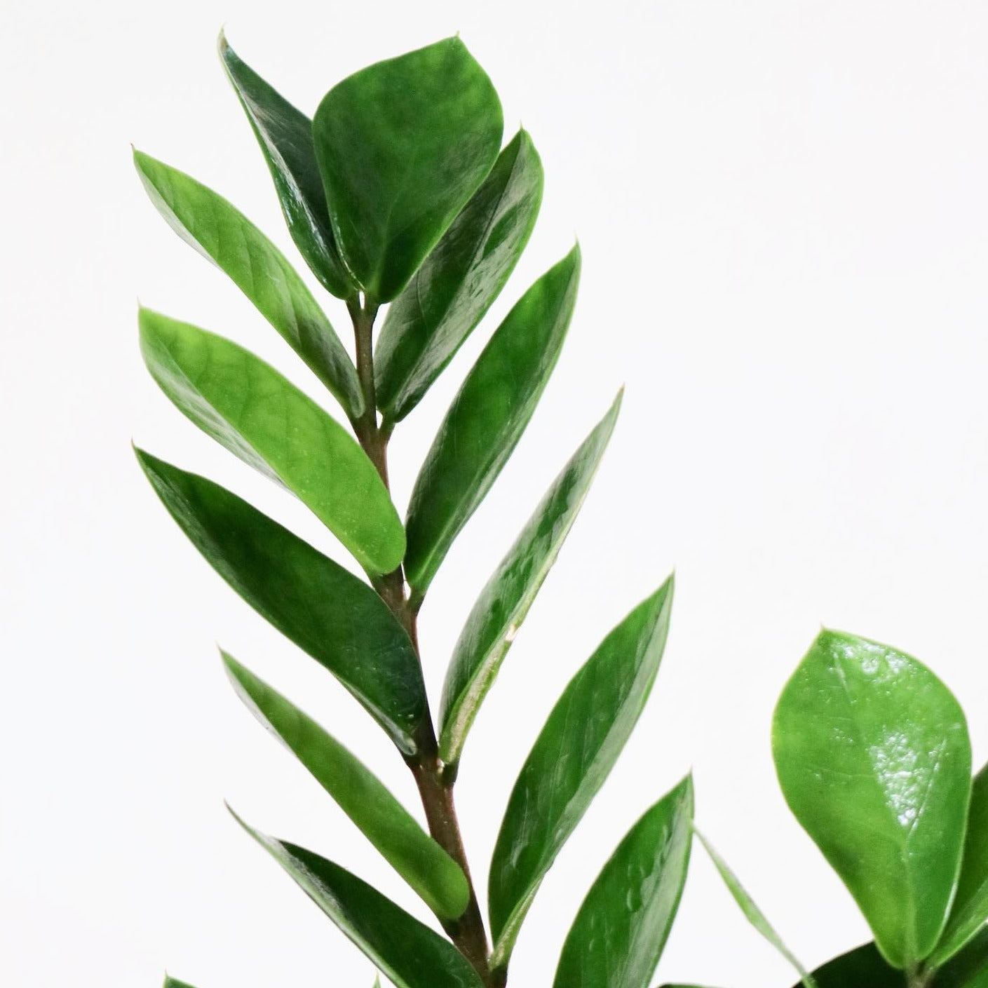 Zamioculcas Zamiifolia, "Regular ZZ"