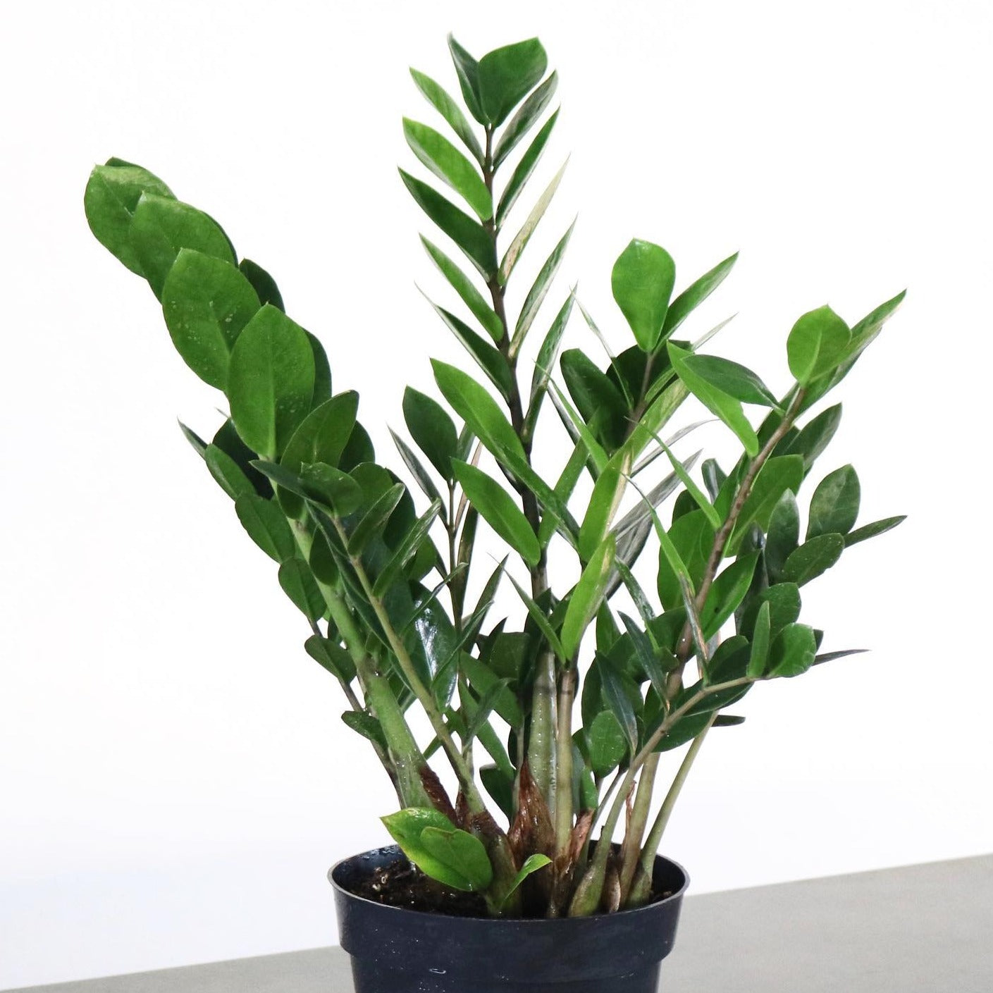 Zamioculcas Zamiifolia, "Regular ZZ"