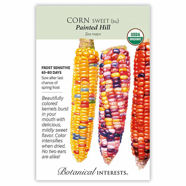Corn Sweet seeds, "Painted Hill Multicolor"
