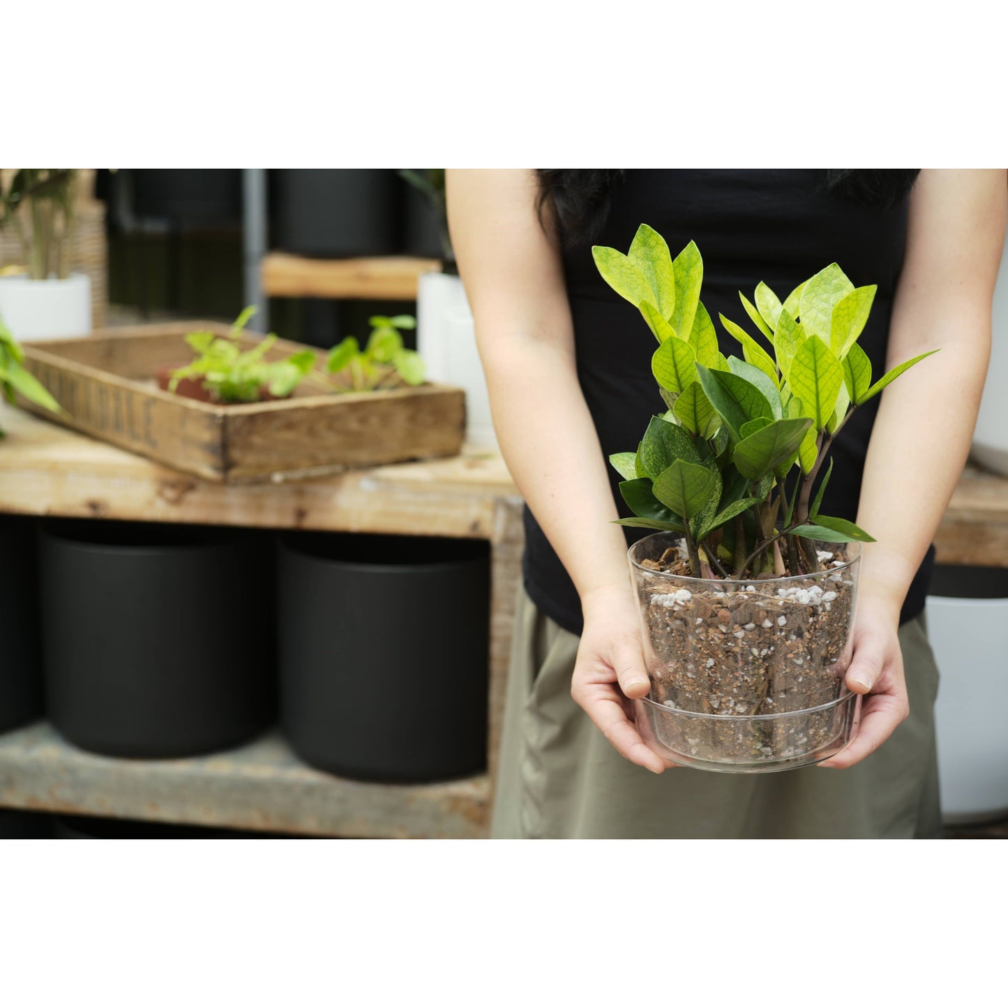 Soil (1Qt) Houseplant Chunky Mix (Aroid/Tropical Soilless)