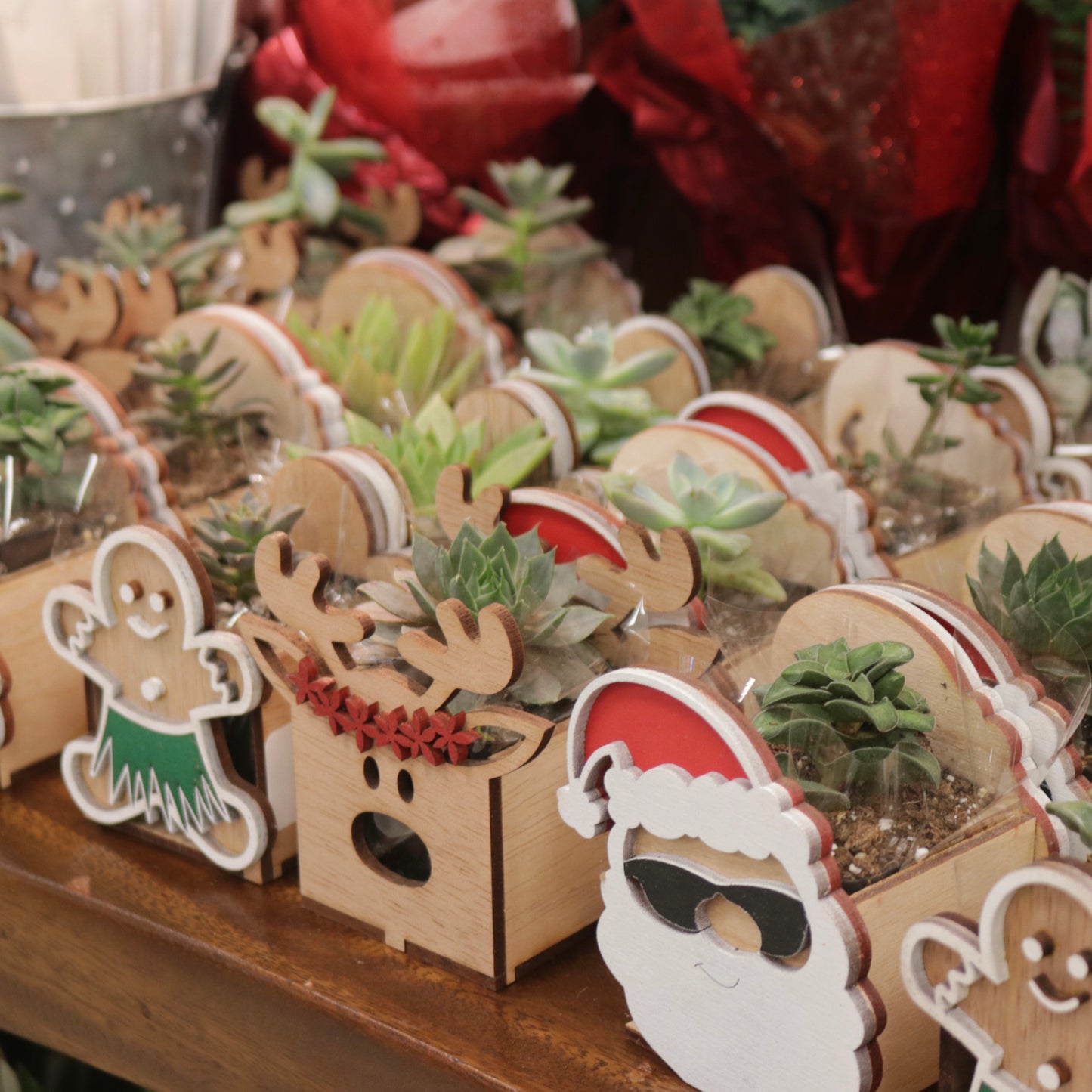 Christmas Succulent Box