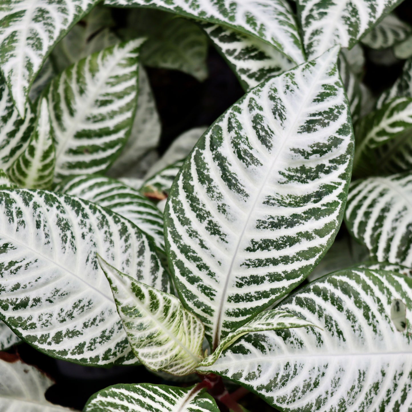 Aphelandra 'Whitewash'