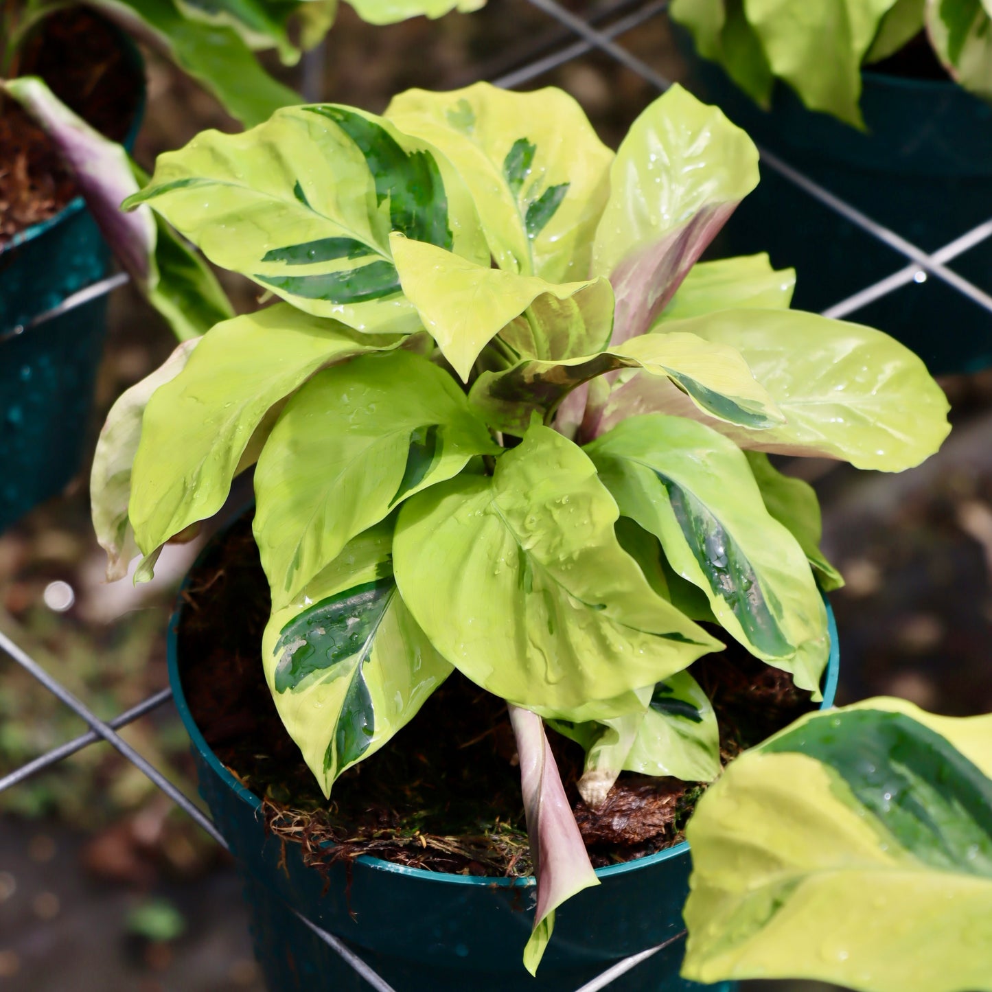Calathea 'Yellow illusion'
