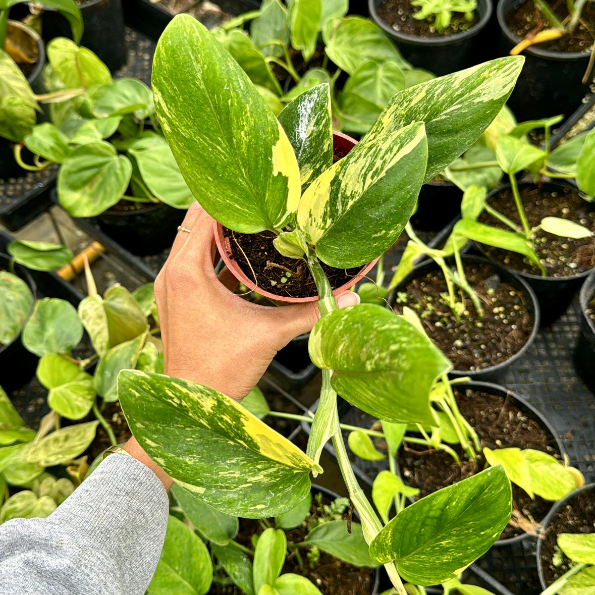 Monstera standleyana 'Aurea' variegata