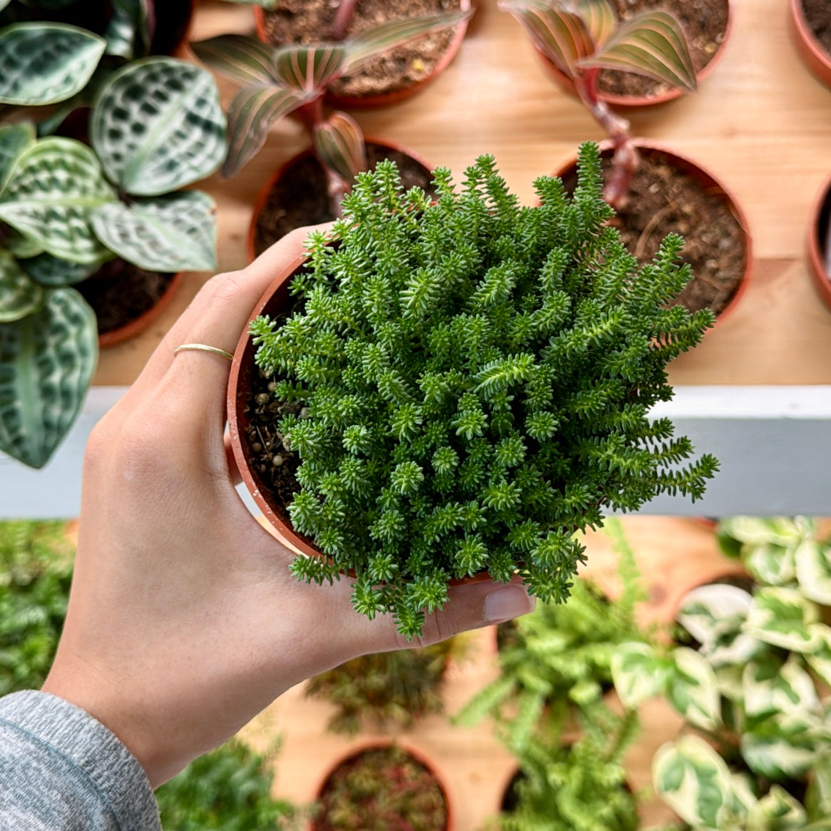 Sedum, "Green Citrine"