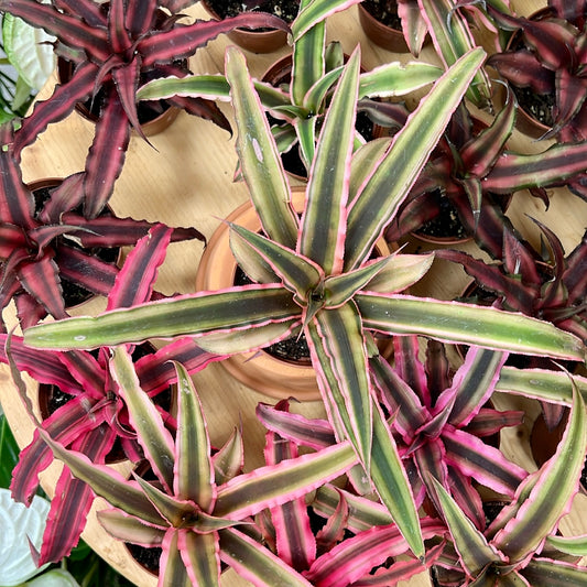 Cryptanthus