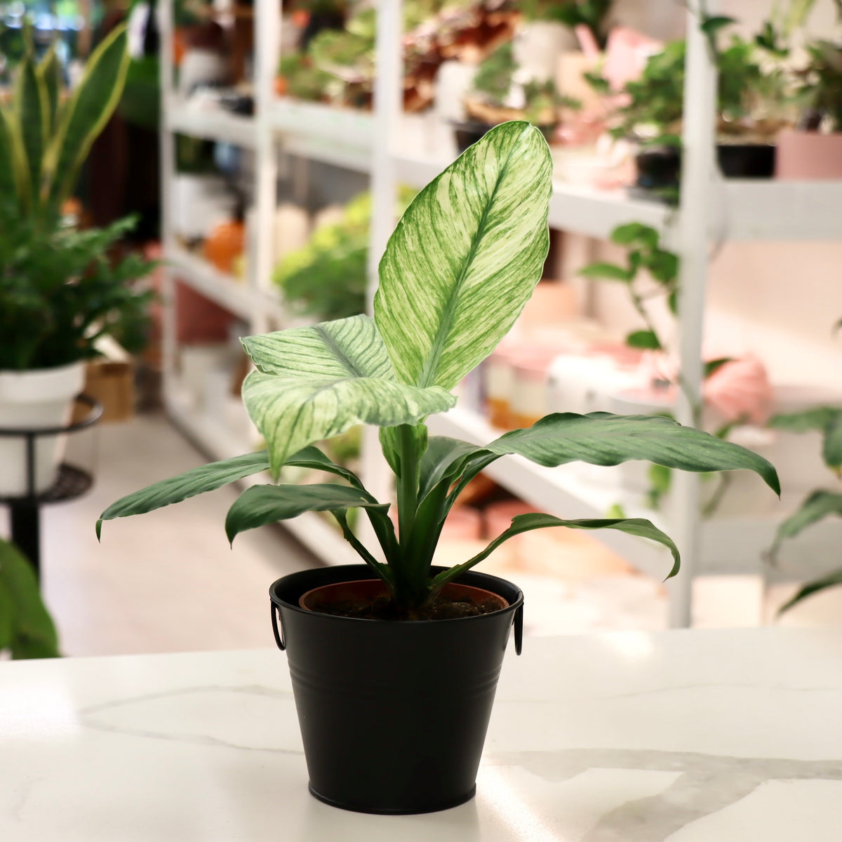 Spathiphyllum 'Sensation Variegata' (Variegated Giant Peace Lily)