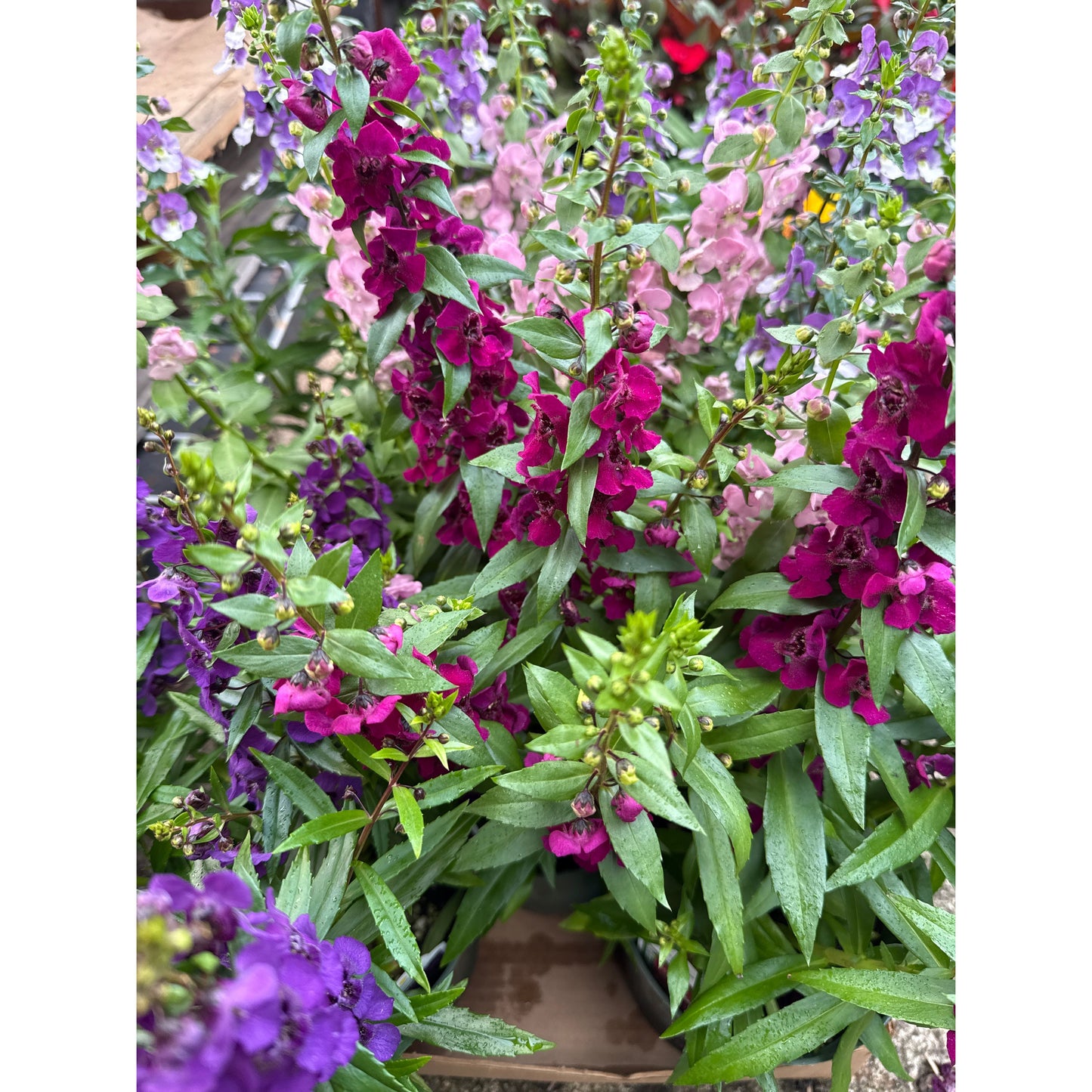 Angelonia angustifolia, "Angelonia"