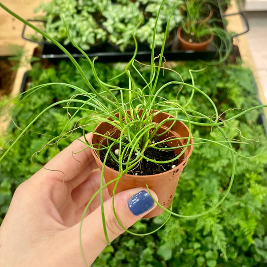 Corkscrew Rush, Juncus spiralis