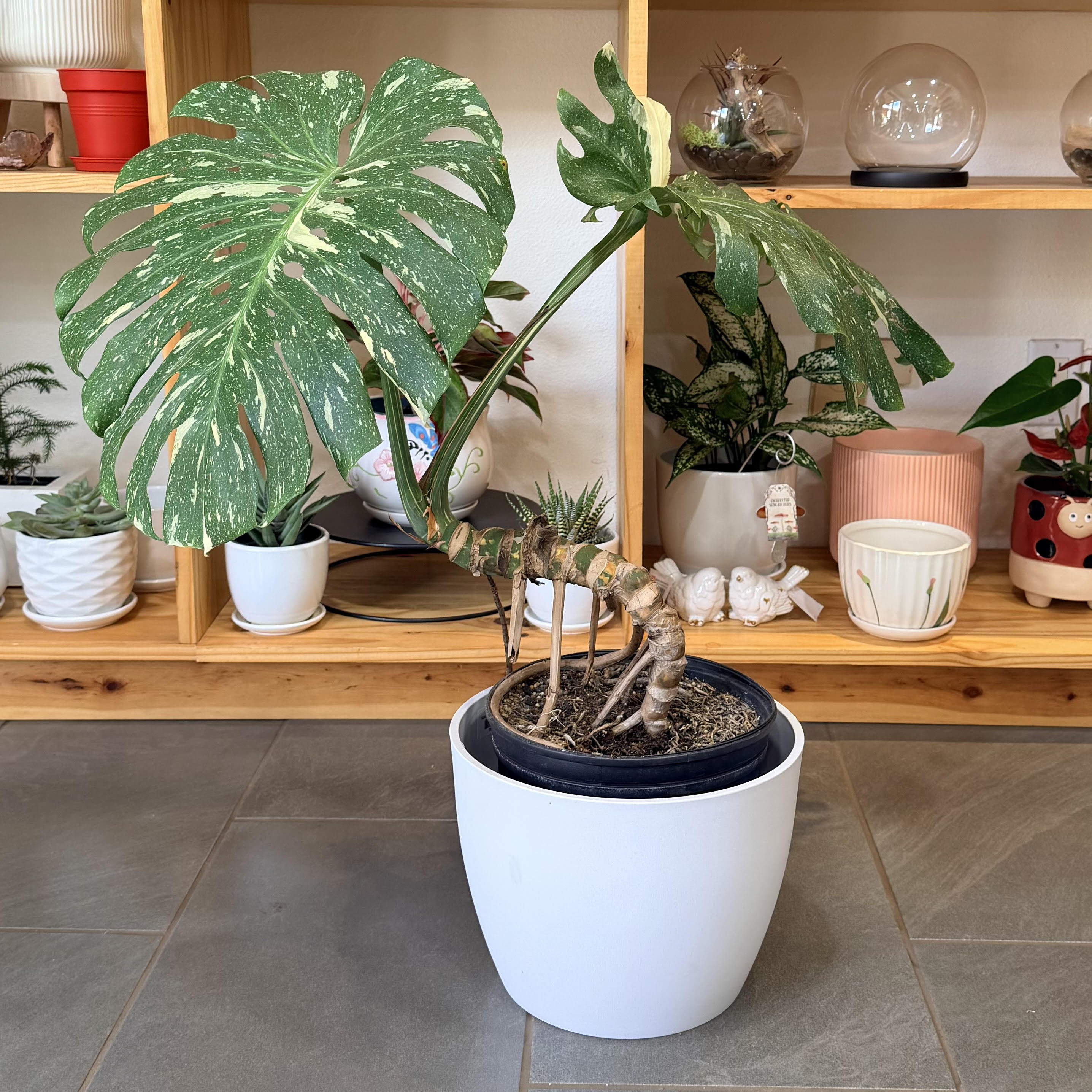Monstera deliciosa 'Thai Constellation' – Mari's Gardens