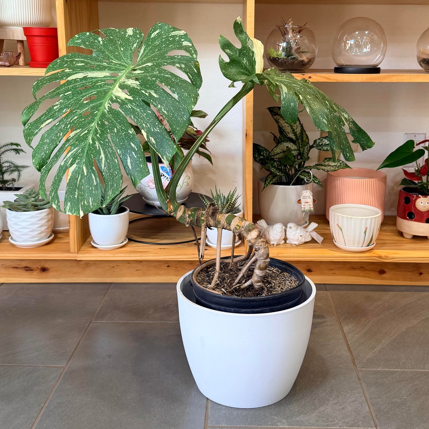 Monstera deliciosa 'Thai Constellation'