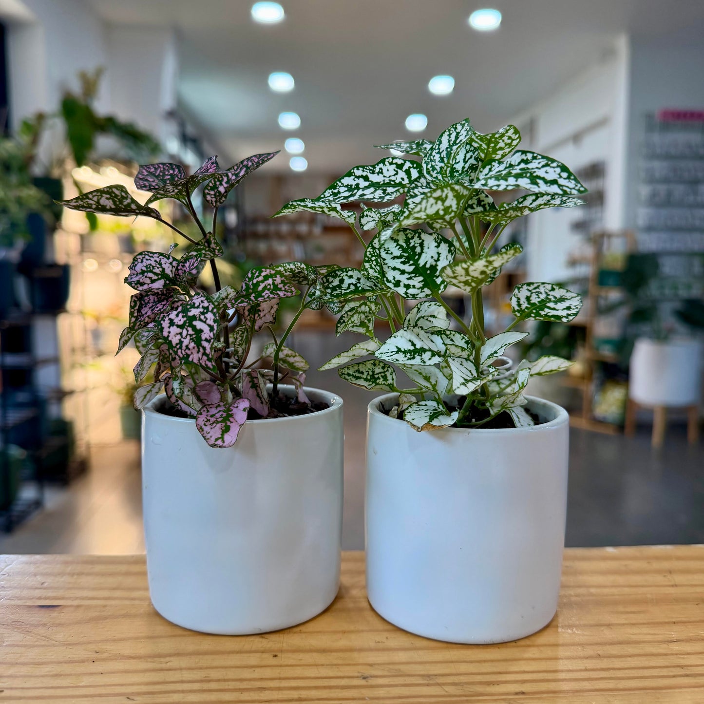 Potted Plant Arrangements