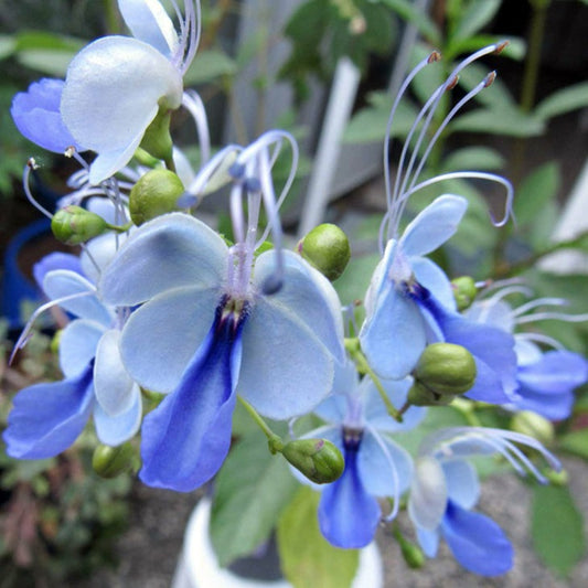 Clerodendrum Ugandense, "Blue Wings"