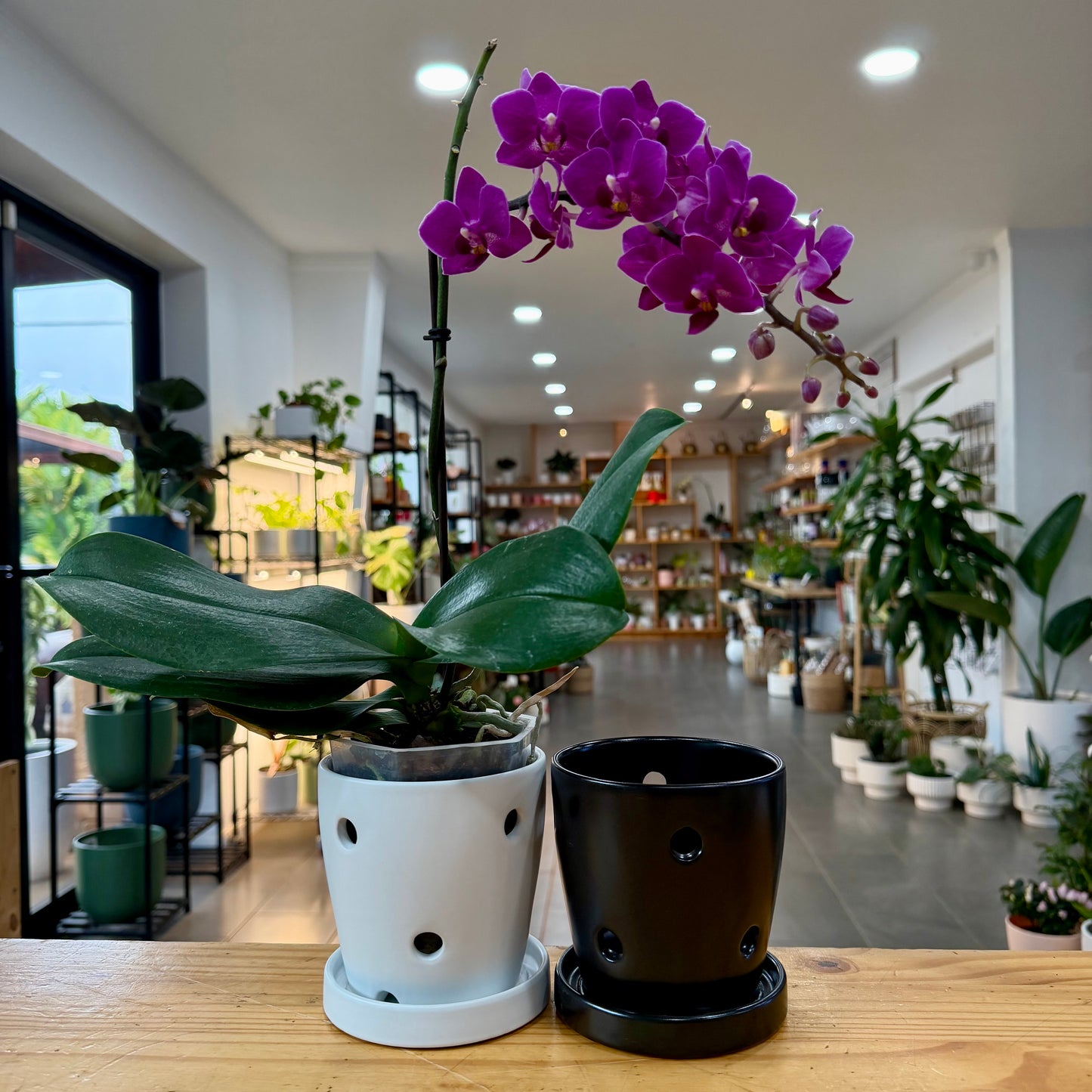 Orchid Planter Pots