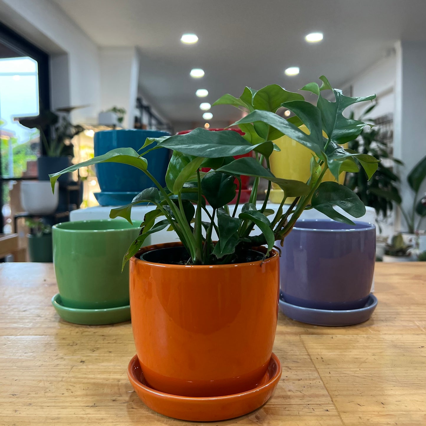 Torres Planter