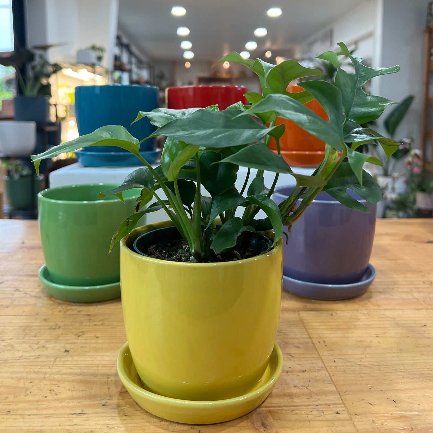 Torres Planter