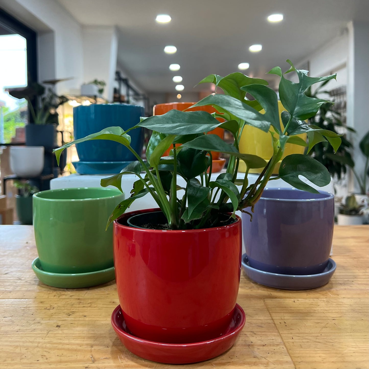 Torres Planter