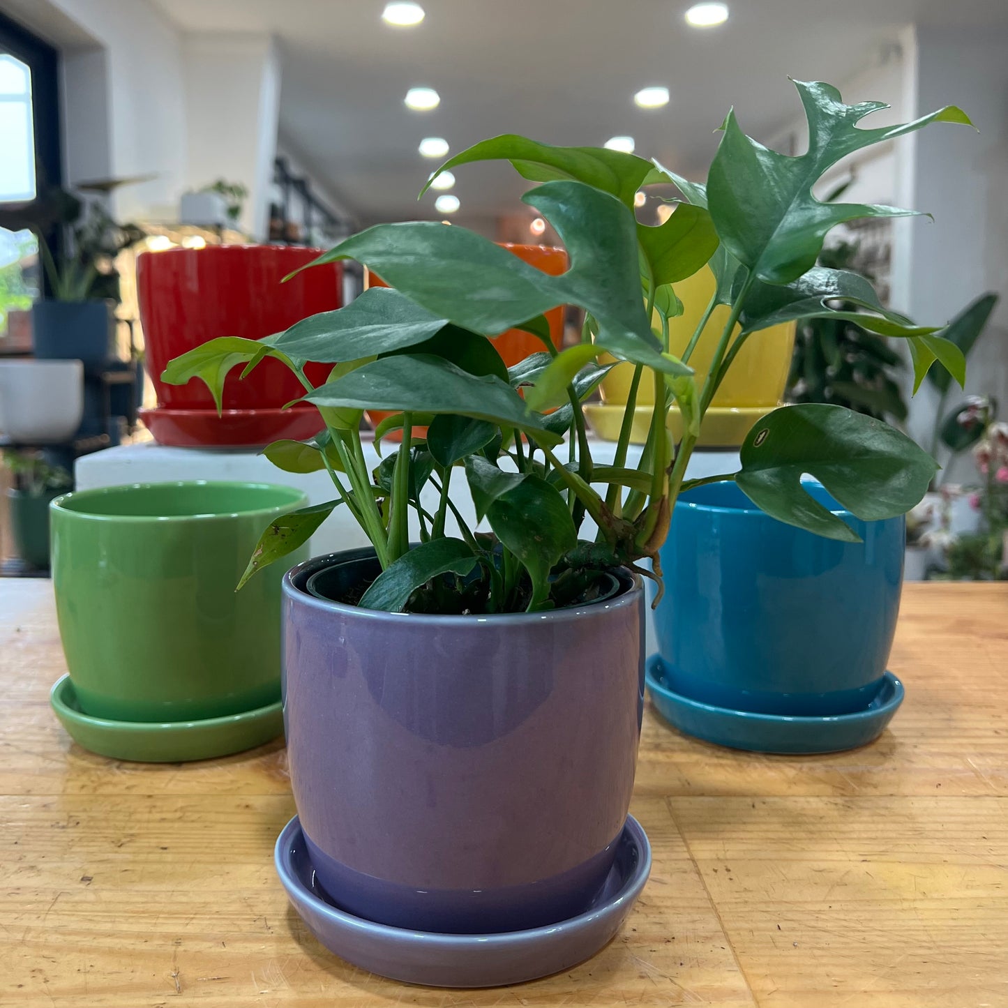 Torres Planter