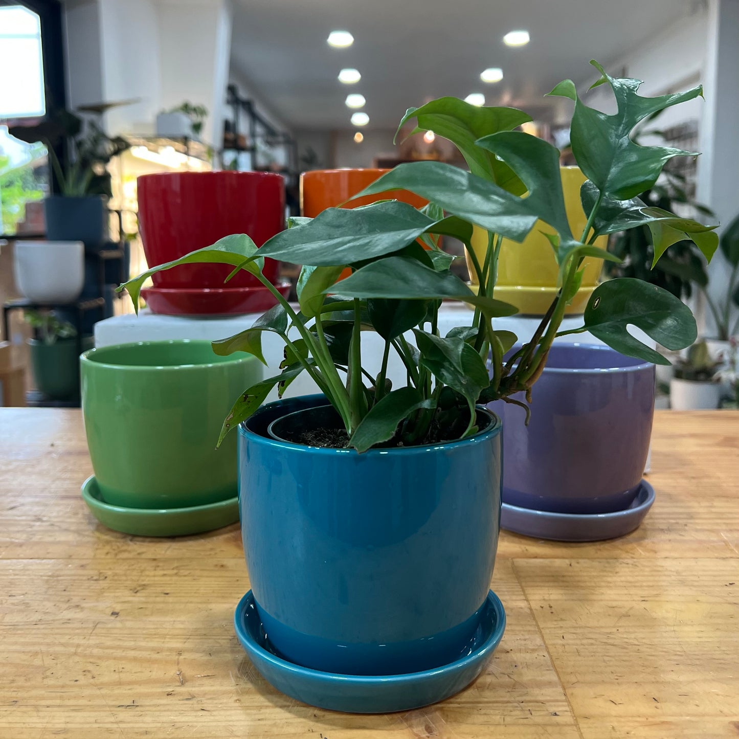 Torres Planter