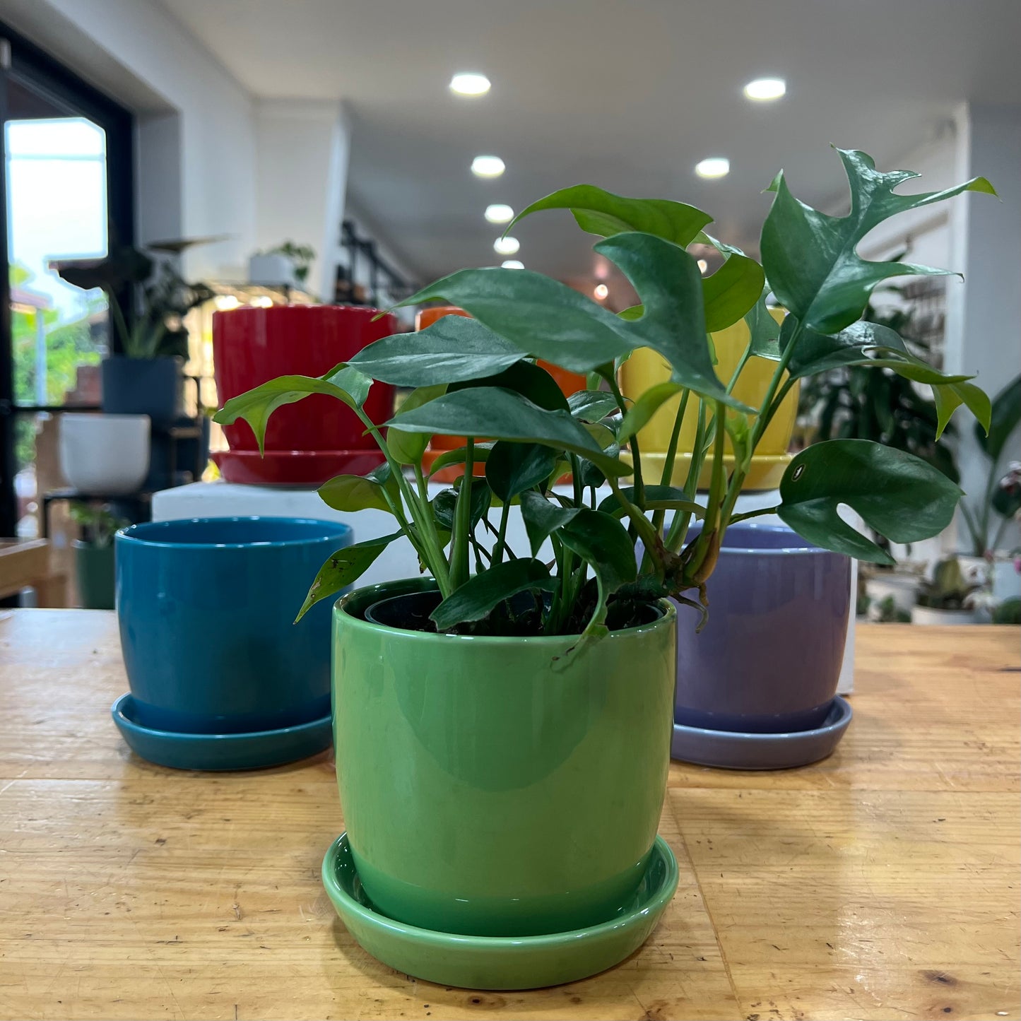 Torres Planter