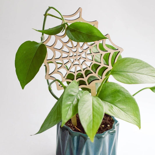 Spiderweb Plant Trellis