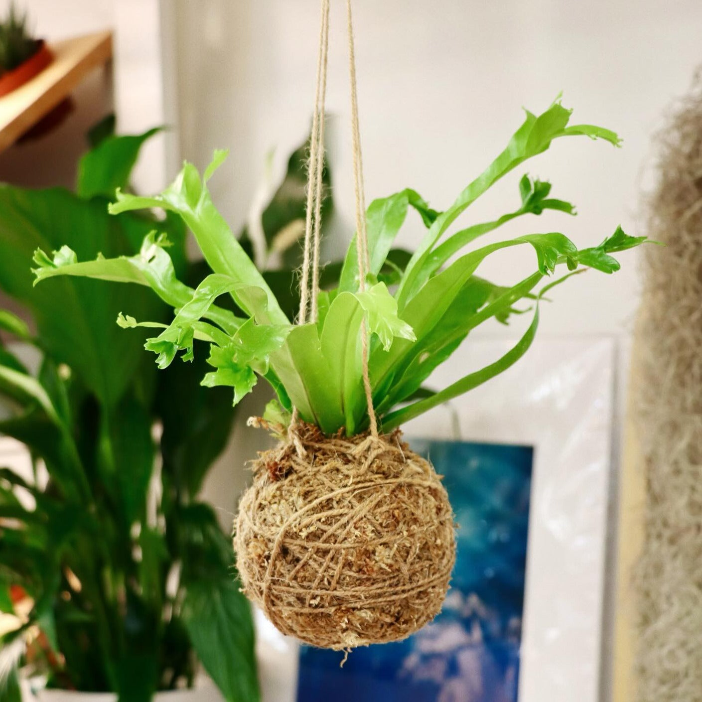 Hanging Kokedama Workshop – Mari's Gardens