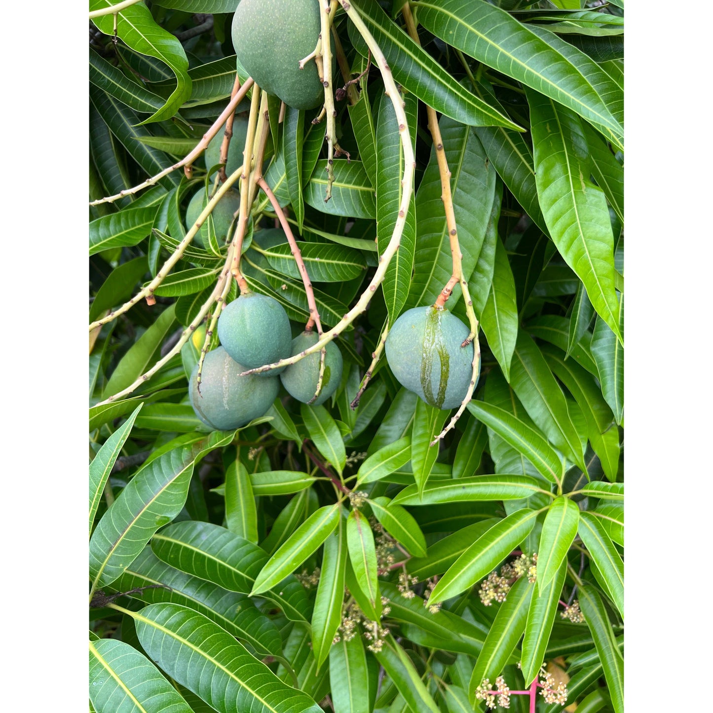 Aloha Bites Mango Jam