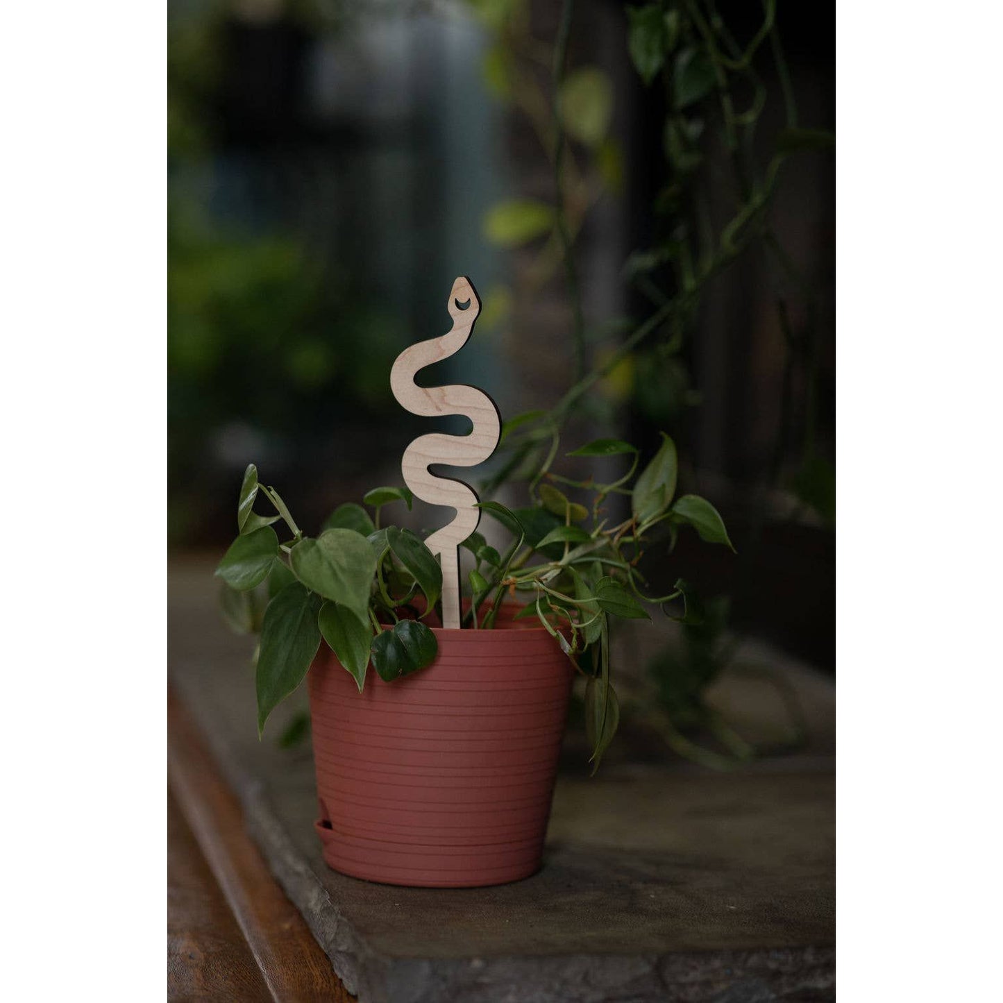 Snake Plant Trellis