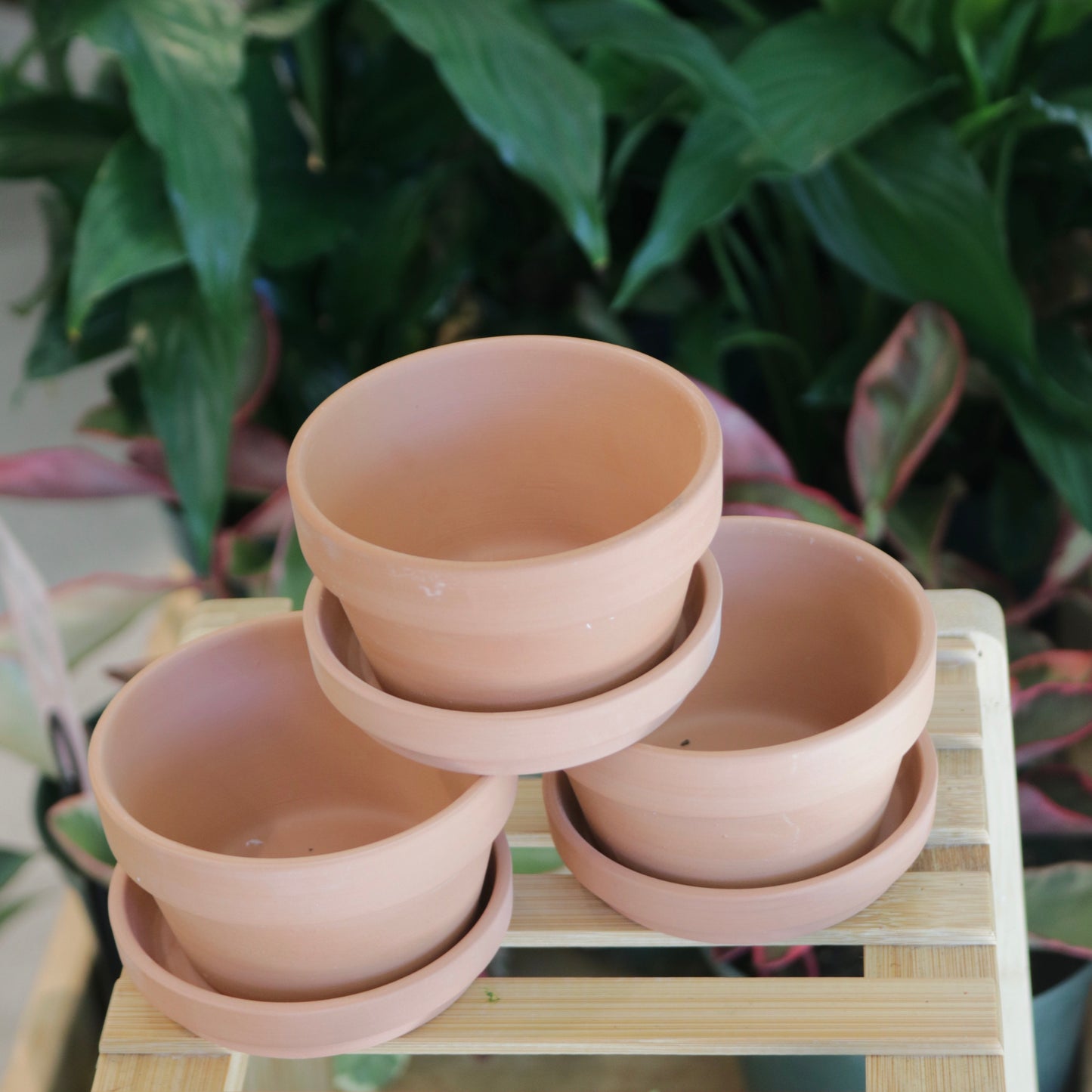 Small Terracotta Planter with Tray