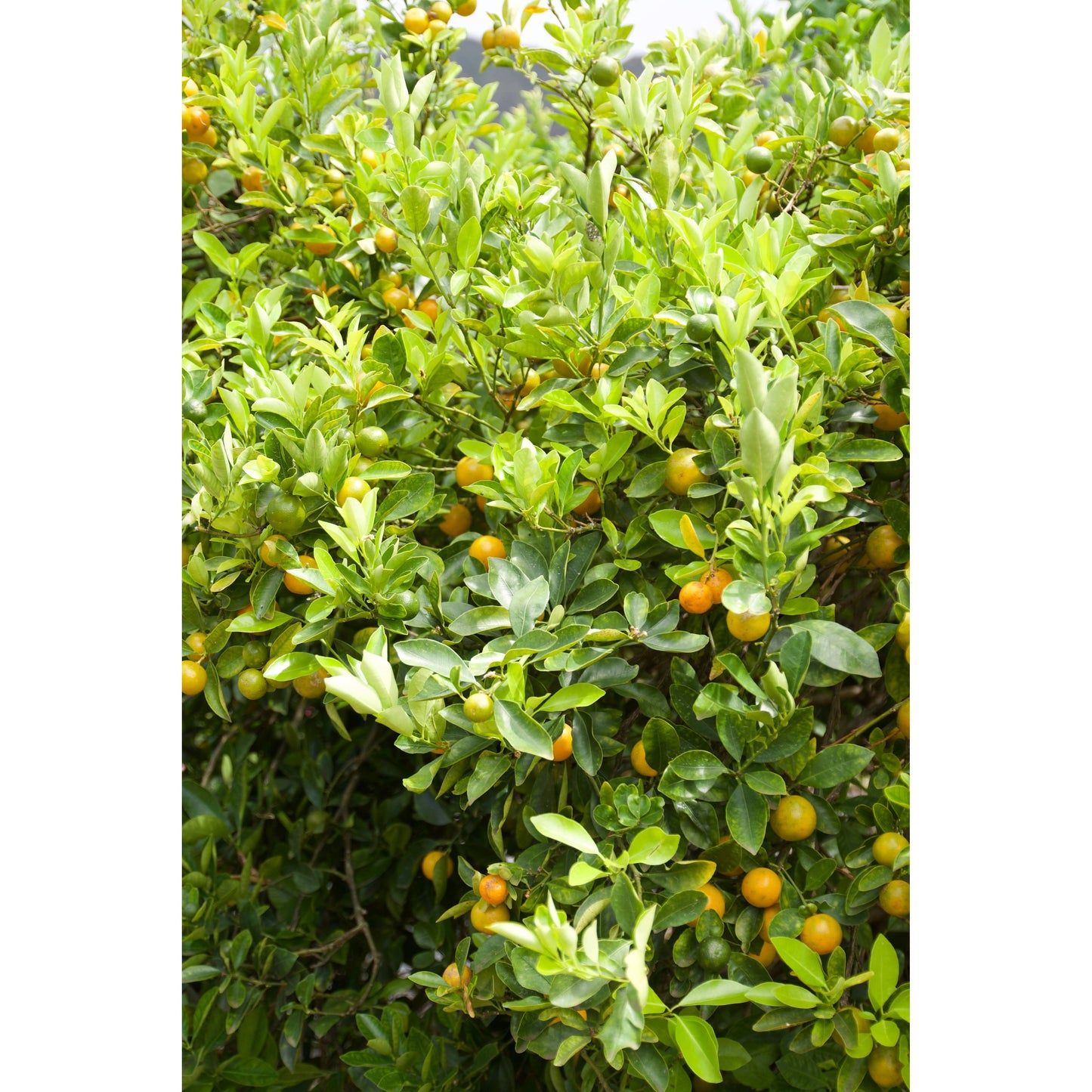 Aloha Bites Award Winning Tutu's Calamansi Marmalade