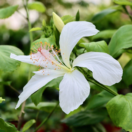 Hibiscus arnottianus subsp. immaculatus, "Kokio keokeo"